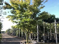 2x japanse esdoorn acer 'sangokaku', meerstammig, geeloranje herfstkleur, ca. 250 cm hoog - afbeelding 2 van  2