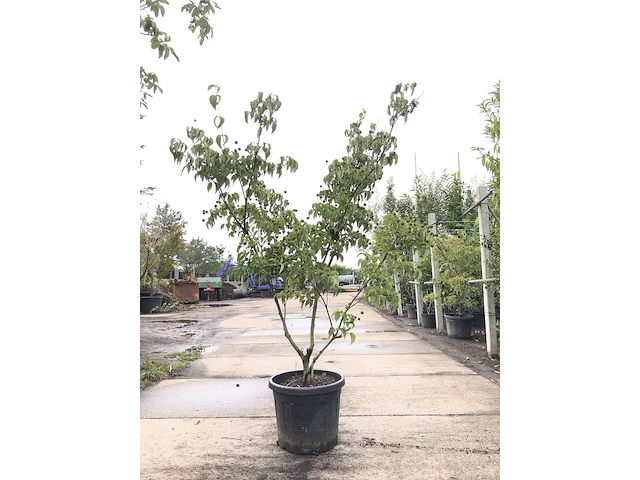 2x japanse kornoelje cornus 'weisse fontaine', meerstammig, witte bloei, ca. 175 cm hoog - afbeelding 1 van  3