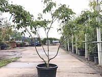 2x japanse kornoelje cornus 'weisse fontaine', meerstammig, witte bloei, ca. 175 cm hoog - afbeelding 2 van  3