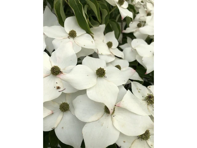 2x japanse kornoelje cornus 'weisse fontaine', meerstammig, witte bloei, ca. 175 cm hoog - afbeelding 3 van  3