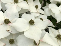 2x japanse kornoelje cornus 'weisse fontaine', meerstammig, witte bloei, ca. 175 cm hoog - afbeelding 3 van  3