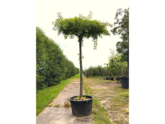 2x japanse notenboom ginkgo biloba, dakboom, gele herfstkleur, ca. 250 cm stamhoogte - afbeelding 1 van  3