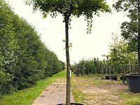 2x japanse notenboom ginkgo biloba, dakboom, gele herfstkleur, ca. 250 cm stamhoogte - afbeelding 1 van  3