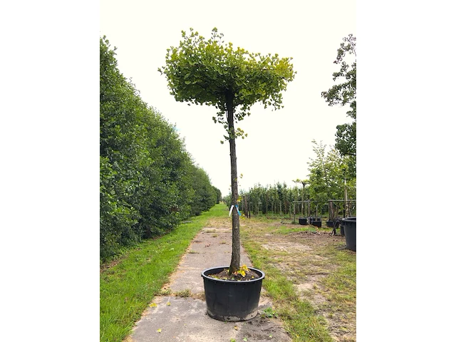 2x japanse notenboom ginkgo biloba, dakboom, gele herfstkleur, ca. 250 cm stamhoogte - afbeelding 2 van  3