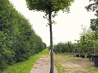 2x japanse notenboom ginkgo biloba, dakboom, gele herfstkleur, ca. 250 cm stamhoogte - afbeelding 2 van  3