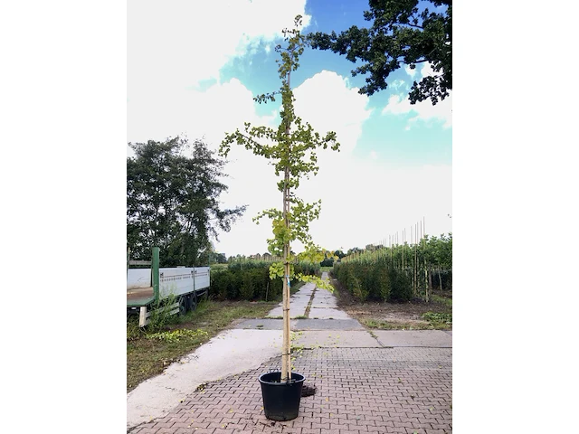 2x japanse notenboom ginkgo biloba, loofboom, gele herfstkleur, ca. 5 m hoog - afbeelding 1 van  3