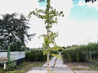 2x japanse notenboom ginkgo biloba, loofboom, gele herfstkleur, ca. 5 m hoog - afbeelding 1 van  3