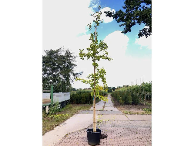 2x japanse notenboom ginkgo biloba, loofboom, gele herfstkleur, ca. 5 m hoog - afbeelding 2 van  3