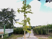 2x japanse notenboom ginkgo biloba, loofboom, gele herfstkleur, ca. 5 m hoog - afbeelding 2 van  3
