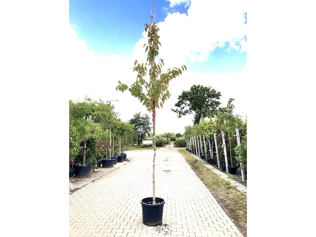 2x japanse sierkers prunus s. 'kanzan', bloesemboom, dieproze bloei, ca. 3 m hoog - afbeelding 1 van  3