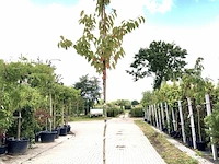 2x japanse sierkers prunus s. 'kanzan', bloesemboom, dieproze bloei, ca. 3 m hoog - afbeelding 1 van  3