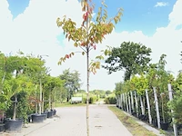 2x japanse sierkers prunus s. 'kanzan', bloesemboom, dieproze bloei, ca. 3 m hoog - afbeelding 2 van  3