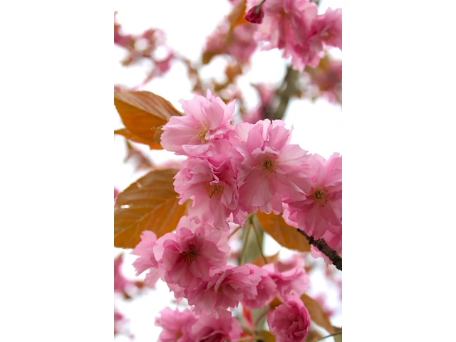 2x japanse sierkers prunus s. 'kanzan', bloesemboom, dieproze bloei, ca. 3 m hoog - afbeelding 3 van  3