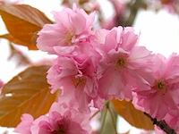 2x japanse sierkers prunus s. 'kanzan', bloesemboom, dieproze bloei, ca. 3 m hoog - afbeelding 3 van  3