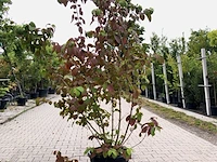 2x japanse sneeuwbal viburnum 'shasta', meerstammig, witte bloei, ca. 175 cm hoog - afbeelding 2 van  3