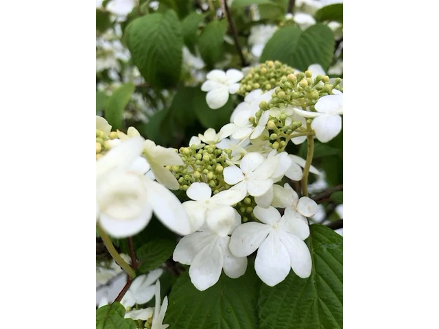 2x japanse sneeuwbal viburnum 'shasta', meerstammig, witte bloei, ca. 175 cm hoog - afbeelding 3 van  3
