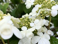 2x japanse sneeuwbal viburnum 'shasta', meerstammig, witte bloei, ca. 175 cm hoog - afbeelding 3 van  3