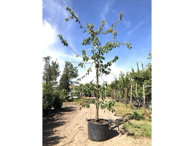 2x kersenboom prunus 'kordia', fruitgaardboom, vruchtdragend, ca. 3 m hoog - afbeelding 1 van  2