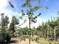 2x kersenboom prunus 'kordia', fruitgaardboom, vruchtdragend, ca. 3 m hoog - afbeelding 1 van  2