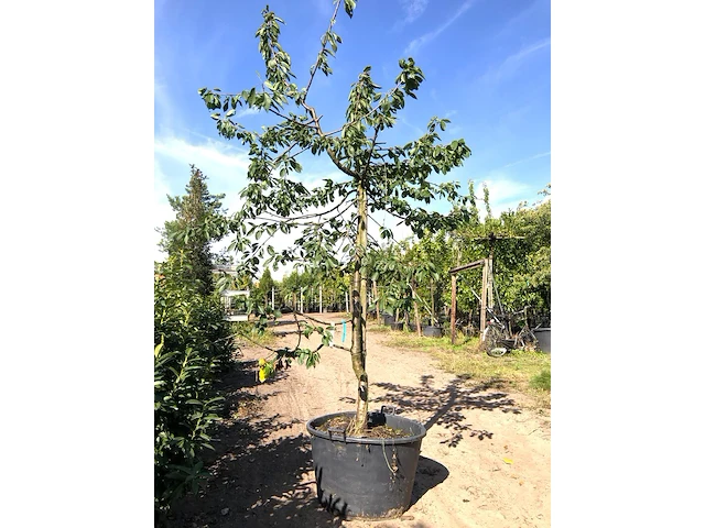 2x kersenboom prunus 'kordia', fruitgaardboom, vruchtdragend, ca. 3 m hoog - afbeelding 2 van  2