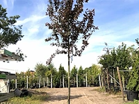 2x kerspruim prunus 'nigra', bloesemboom, roodbladig, ca. 4 m hoog - afbeelding 1 van  3