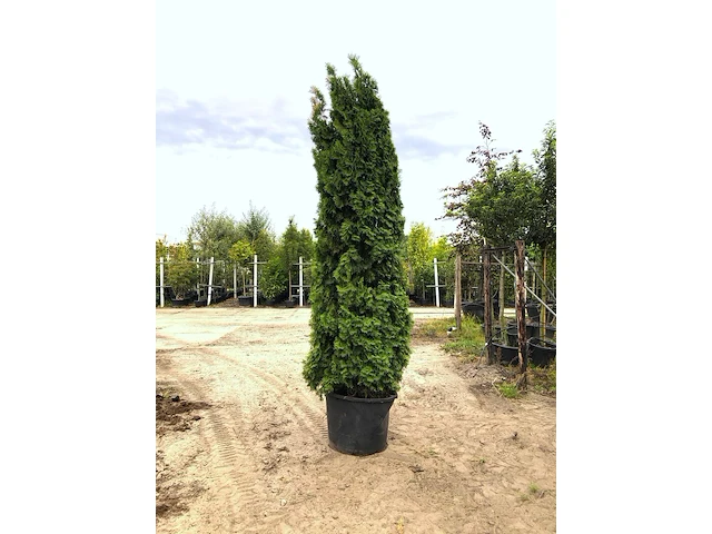 2x koningsconifeer thuja 'smaragd', solitair, wintergroen, ca. 275 cm hoog - afbeelding 1 van  2