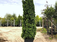 2x koningsconifeer thuja 'smaragd', solitair, wintergroen, ca. 275 cm hoog - afbeelding 1 van  2
