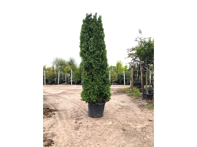 2x koningsconifeer thuja 'smaragd', solitair, wintergroen, ca. 275 cm hoog - afbeelding 2 van  2