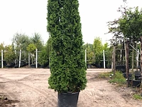 2x koningsconifeer thuja 'smaragd', solitair, wintergroen, ca. 275 cm hoog - afbeelding 2 van  2