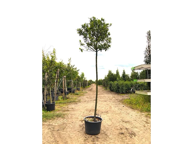 2x laurierkers prunus laurocerasus, bolboom, wintergroen, ca. 3 m hoog - afbeelding 1 van  2