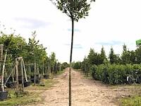 2x laurierkers prunus laurocerasus, bolboom, wintergroen, ca. 3 m hoog - afbeelding 2 van  2