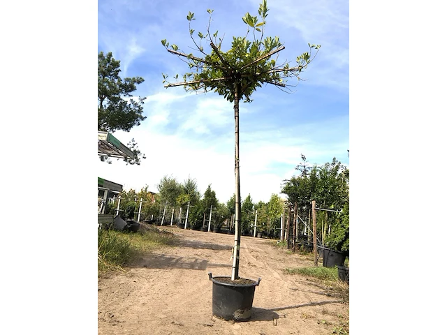 2x laurierkers prunus laurocerasus, dakboom, wintergroen, ca. 220 cm stamhoogte - afbeelding 1 van  2
