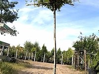 2x laurierkers prunus laurocerasus, dakboom, wintergroen, ca. 220 cm stamhoogte - afbeelding 1 van  2