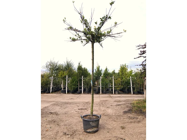 2x laurierkers prunus laurocerasus, dakboom, wintergroen, ca. 220 cm stamhoogte - afbeelding 2 van  2