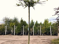 2x laurierkers prunus laurocerasus, dakboom, wintergroen, ca. 220 cm stamhoogte - afbeelding 2 van  2