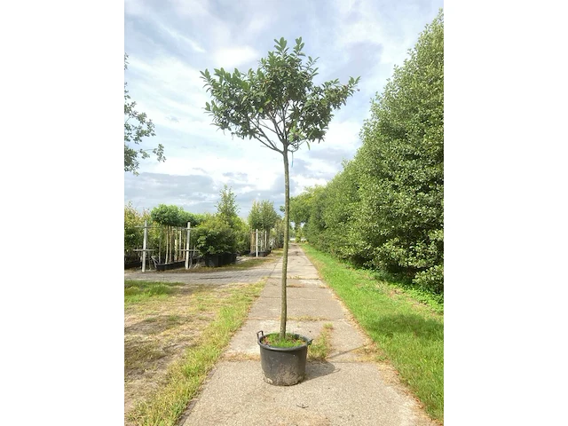 2x laurierkers prunus laurocerasus, dakgeschikt, wintergroen, ca. 220 cm stamhoogte - afbeelding 1 van  2