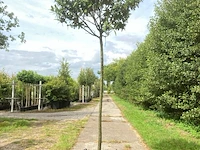 2x laurierkers prunus laurocerasus, dakgeschikt, wintergroen, ca. 220 cm stamhoogte - afbeelding 1 van  2
