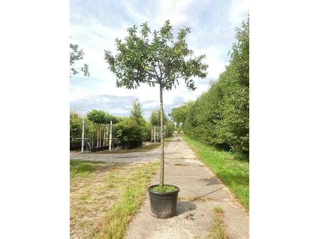 2x laurierkers prunus laurocerasus, dakgeschikt, wintergroen, ca. 220 cm stamhoogte - afbeelding 2 van  2