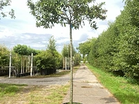 2x laurierkers prunus laurocerasus, dakgeschikt, wintergroen, ca. 220 cm stamhoogte - afbeelding 2 van  2