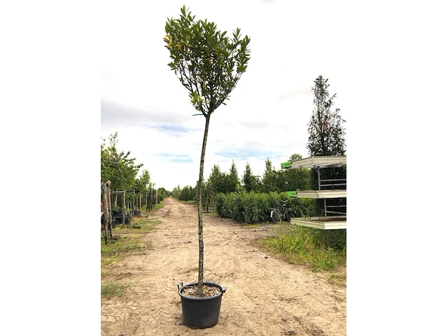 2x laurierkers prunus laurocerasus, wintergroen, ca. 3 m hoog - afbeelding 1 van  2