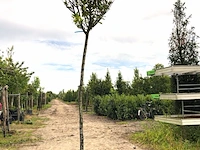 2x laurierkers prunus laurocerasus, wintergroen, ca. 3 m hoog - afbeelding 1 van  2