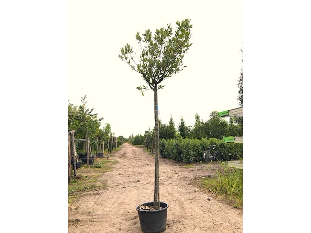 2x laurierkers prunus laurocerasus, wintergroen, ca. 3 m hoog - afbeelding 2 van  2