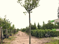2x laurierkers prunus laurocerasus, wintergroen, ca. 3 m hoog - afbeelding 2 van  2