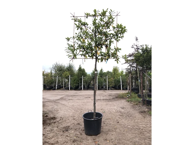 2x laurierkers prunus 'novita', leiboom, wintergroen, ca. 180 cm stamhoogte - afbeelding 1 van  2