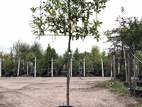 2x laurierkers prunus 'novita', leiboom, wintergroen, ca. 180 cm stamhoogte - afbeelding 1 van  2