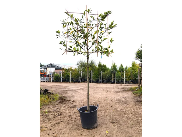 2x laurierkers prunus 'novita', leiboom, wintergroen, ca. 180 cm stamhoogte - afbeelding 2 van  2