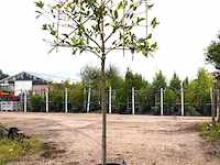 2x laurierkers prunus 'novita', leiboom, wintergroen, ca. 180 cm stamhoogte - afbeelding 2 van  2