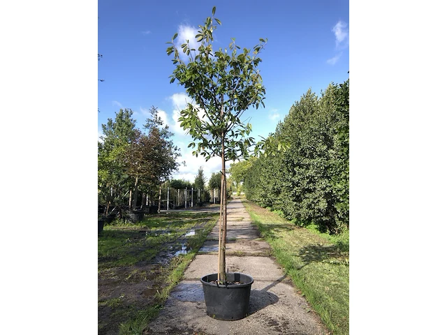 2x laurierkers prunus 'novita', leigeschikt, wintergroen, ca. 4 m hoog - afbeelding 1 van  3