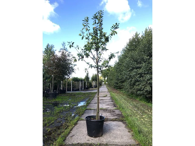 2x laurierkers prunus 'novita', leigeschikt, wintergroen, ca. 4 m hoog - afbeelding 2 van  3