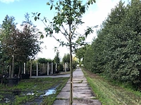 2x laurierkers prunus 'novita', leigeschikt, wintergroen, ca. 4 m hoog - afbeelding 2 van  3